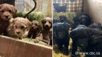 Police investigating after 19 puppies stolen from barn near Guelph, Ont.