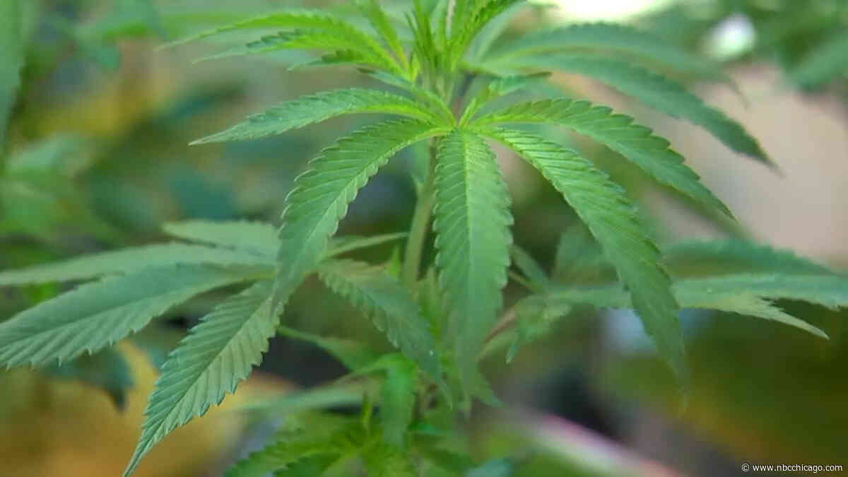 Indiana Resisting Marijuana Trend of Neighboring States
