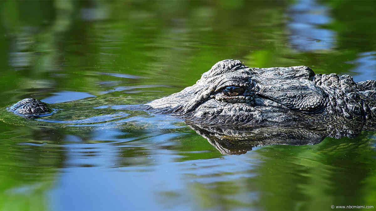 Man Found Eaten by Alligator Actually Died of Meth Overdose