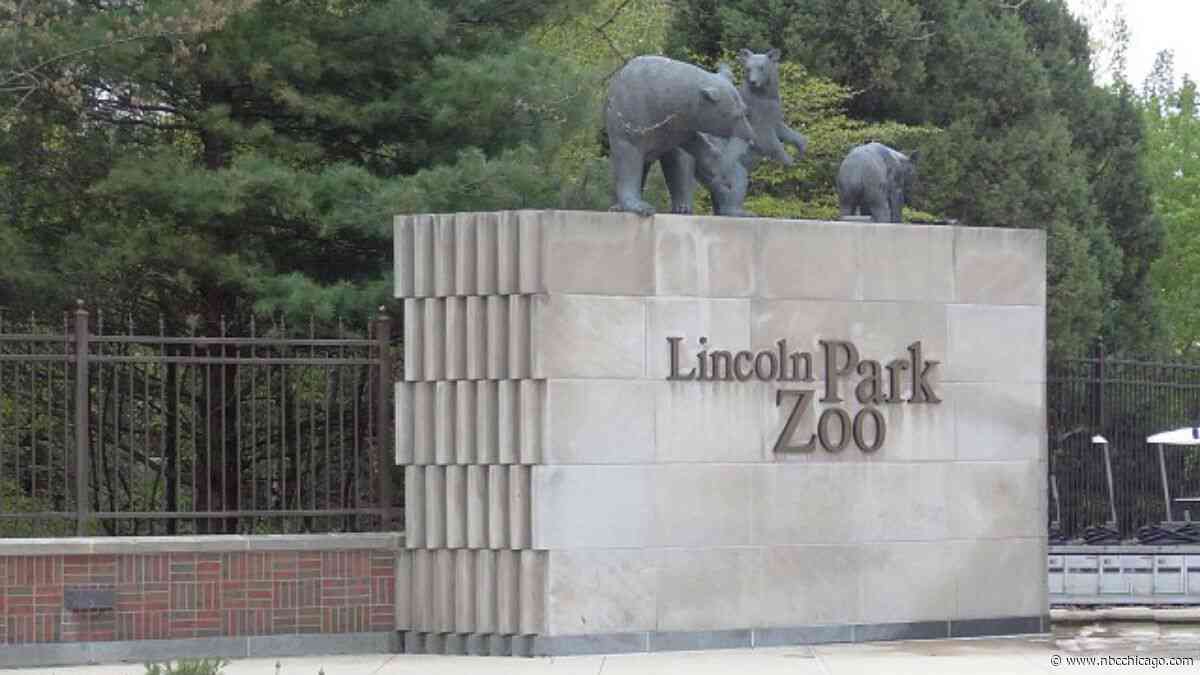 Lions at Chicago Zoo Getting A New $15M Home