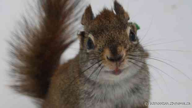 Male squirrels live longer, reproduce more if they leave home: U of A study