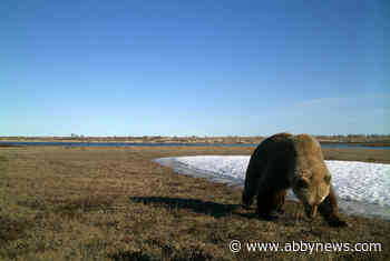 Grizzly bears move north in High Arctic as climate change expands range
