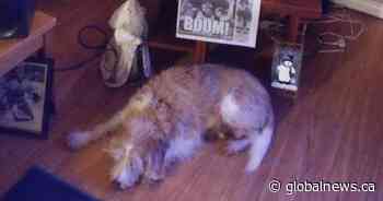 Dog reunited with Edmonton family after truck stolen with animal inside