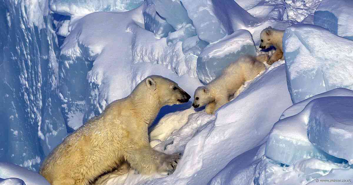 Jaw-dropping snaps of Polar bear protecting cubs captured by British snapper