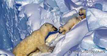 Jaw-dropping snaps of Polar bear protecting cubs captured by British snapper