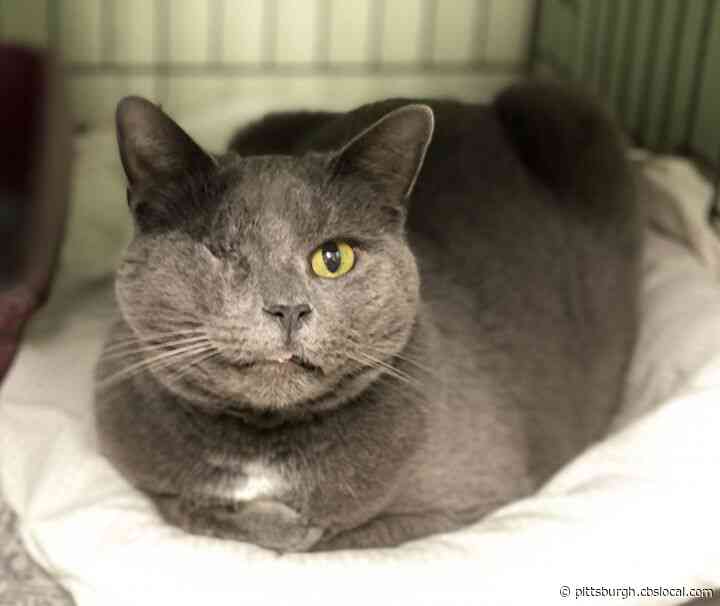 Furry Tails: Belle, Magoo And Nugget Are Waiting For Forever Homes