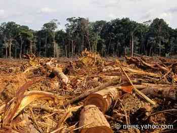 Indigenous boy stabbed to death in Amazon amid wave of rainforest racism