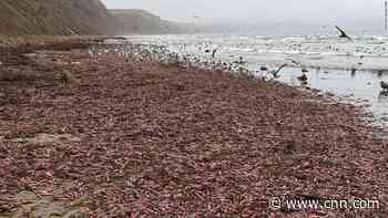 Thousands of chunky, squirming innkeeper worms washed up beach