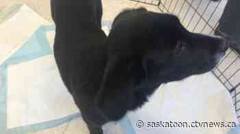 Local business pairs with dog rescue to host holiday dog adoption event