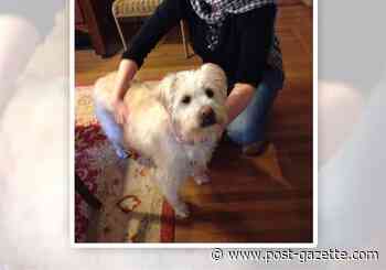 Dog that was victim of violent pit bull attack in North Side dies