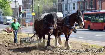 'They are one of the great icons of this country' Meet London's last working herd of shires horses
