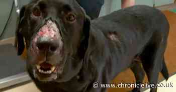 Dog owners warned about terrifying Alabama Rot outbreak as UK cases confirmed