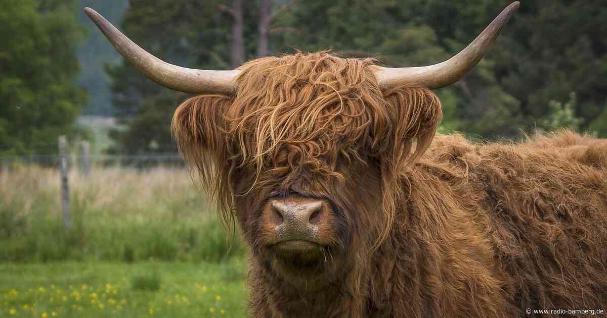 Vier Highlandrinder im Landkreis Forchheim auf der Flucht