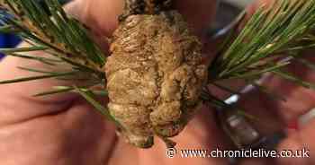 Why you should throw away your Christmas tree if you spot a walnut-sized lump