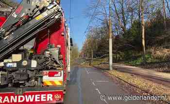 Boom valt op trolleyleiding in Arnhem, busverkeer gestremd