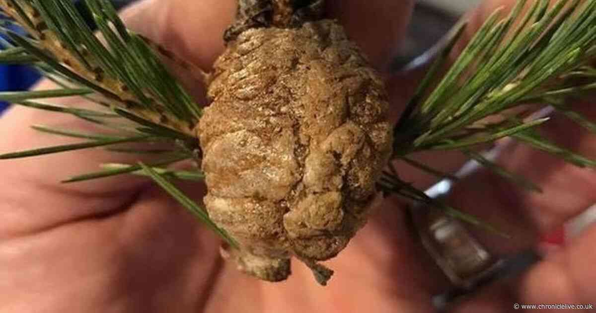Why you should throw away your Christmas tree if you spot a walnut-sized lump