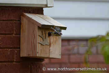 Christmas bird survey in Congresbury and Yatton
