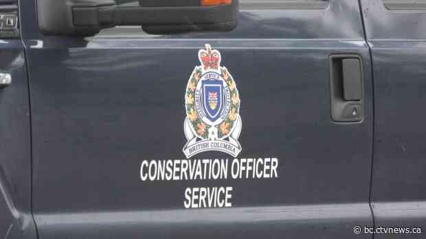 Conservation officers shoot black bear that ate Christmas cake, poultry