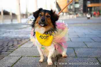 These dogs dressed up for a Christmas competition are just adorable