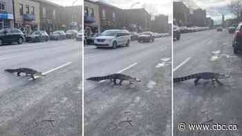Escaped crocodile spotted crossing the street in Montreal's Villeray neighbourhood