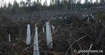 Clearcutting B.C. forests contributing more to climate change than fossil fuels: report