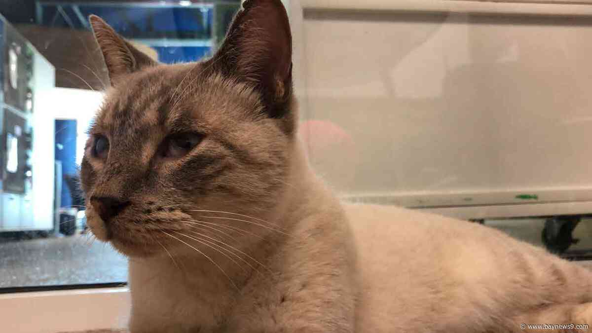 Tampa Native Soon to be Reunited with Cat After 2-Year Separation