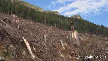 Report finds clearcutting major contributor to carbon emissions