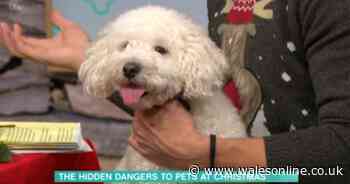 Vet warns of common Christmas foods that can be toxic for dogs