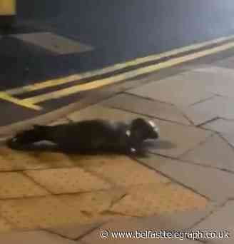 Watch: Seal takes a stroll along Ballycastle sea front
