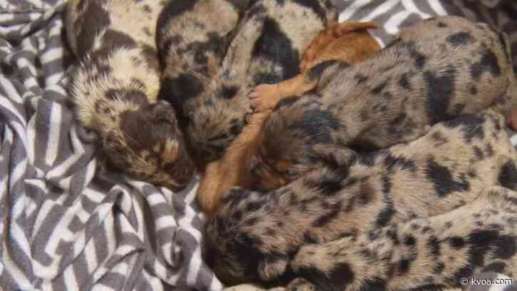 Litter of puppies rescued after left for dead at New Mexico gas station