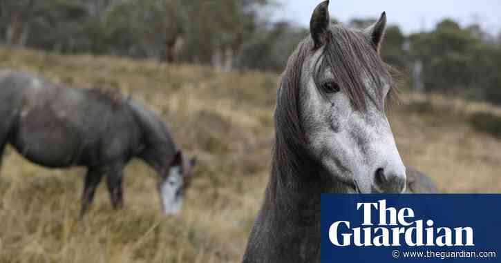 Number of brumbies in alpine parks more than doubles in five years