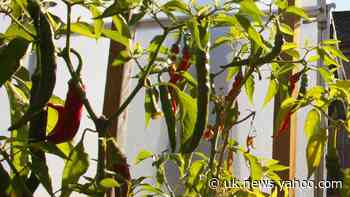 Eating chillies regularly ‘reduces risk of death from a heart attack’
