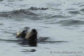 VIDEO: Seals and gulls swarm White Rock for fish-feeding frenzy