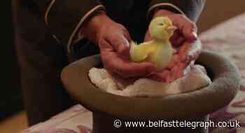 Like a duck to water... new Hastings Hotels video proves online sensation