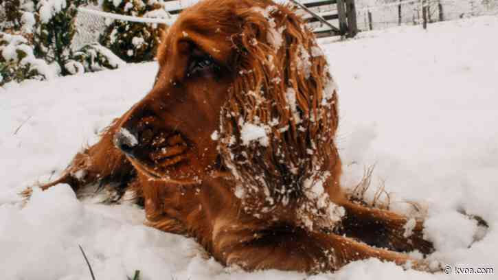 PACC: Bring pets indoors, safe during Monday’s freezing temperatures