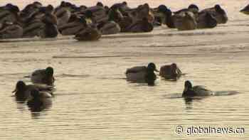 Annual Christmas Bird Count underway in Lethbridge