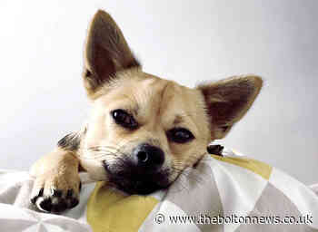 'Mischievous' Ziggy the chihuahua lands top spot in Pet Idol 2019 competition