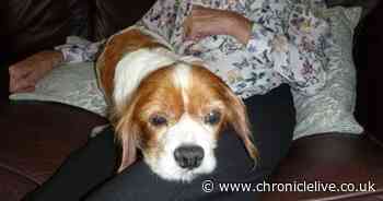 Dog left to suffer with 'appalling' skin disease after being neglected by cruel Jarrow owner