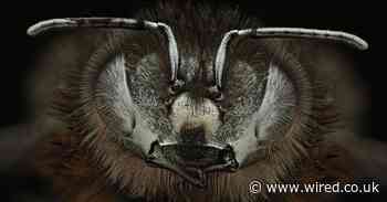 Global insect populations are collapsing, and we don't know why