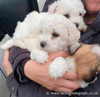 Think twice about a Christmas puppy, warns PSNI