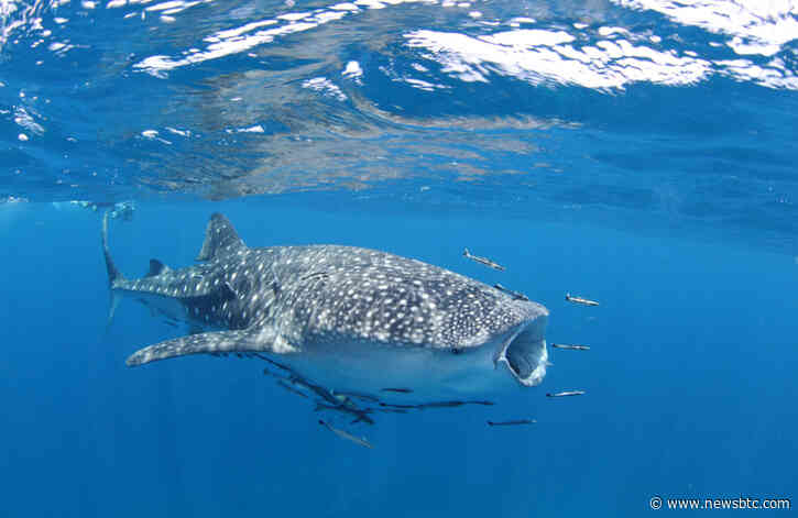 How a Whale Crashed Bitcoin to Sub-$7,000 Overnight