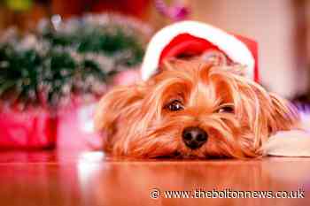 WARNING: 7 Christmas foods that are dangerous to dogs