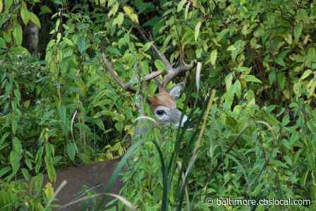 Woman Charged With DUI, After Striking Deer Decoy With Vehicle, Fleeing From Officers, Police Say