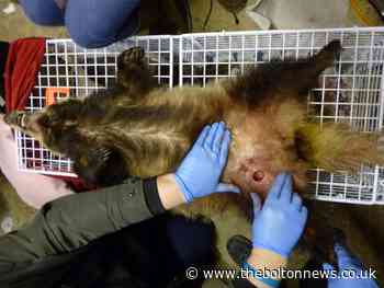 Lancashire man sentenced for badger baiting after dog DNA leads police to his door