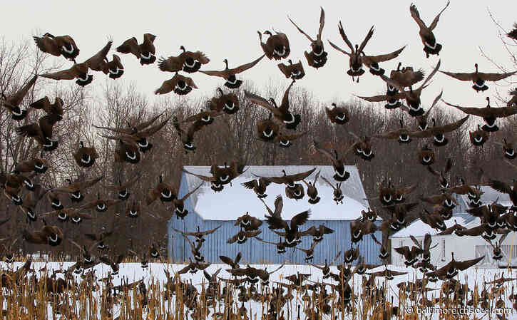 December 20 Marks The Beginning Of The Canada Goose Hunting Season