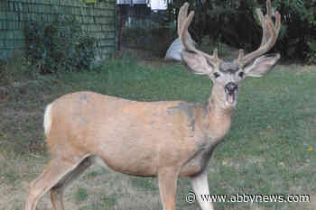 Deer suffered in fatal Cranbrook cull trap, welfare group says