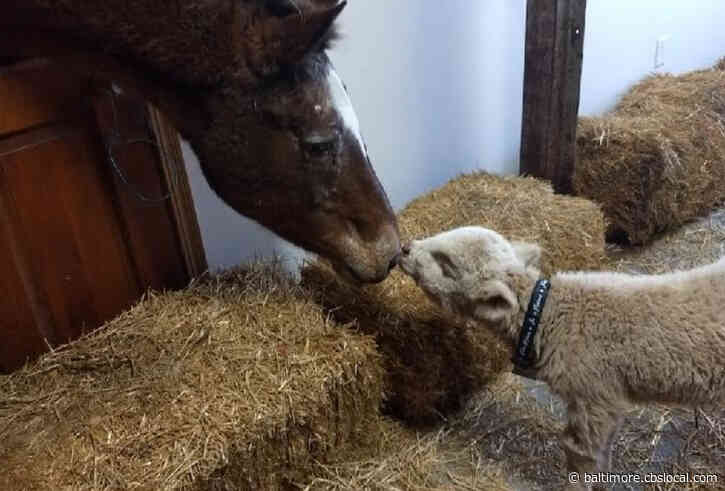 ‘She Thinks She’s A Puppy Dog’: Horses Help Farmer Save Dying Calf