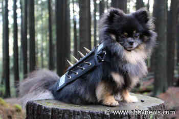 Spiky armour helps protect pooches from larger animals