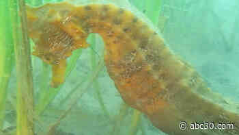 This School Teacher Is a Seahorse Whisperer
