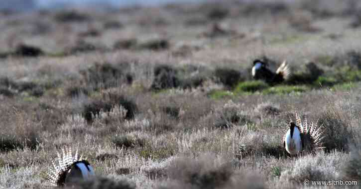 Interior Department, states appeal sage grouse ruling